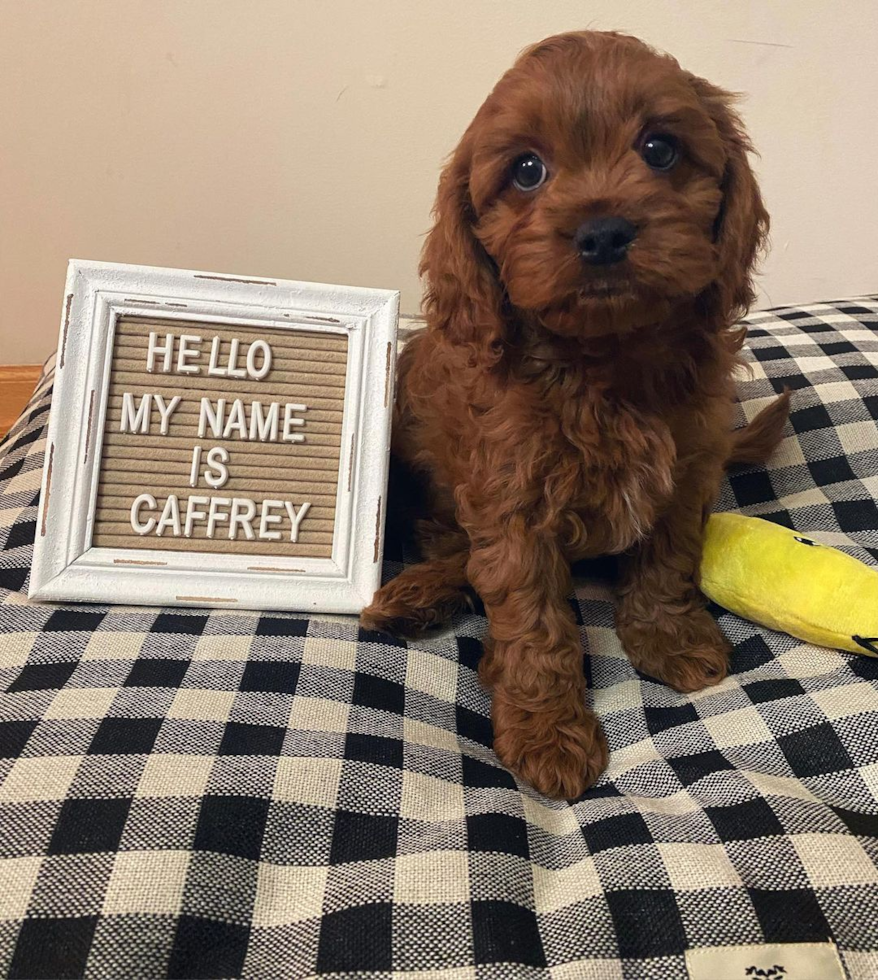 Playful Cavoodle Poodle Mix Pup