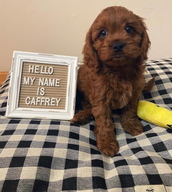 Playful Cavoodle Poodle Mix Pup