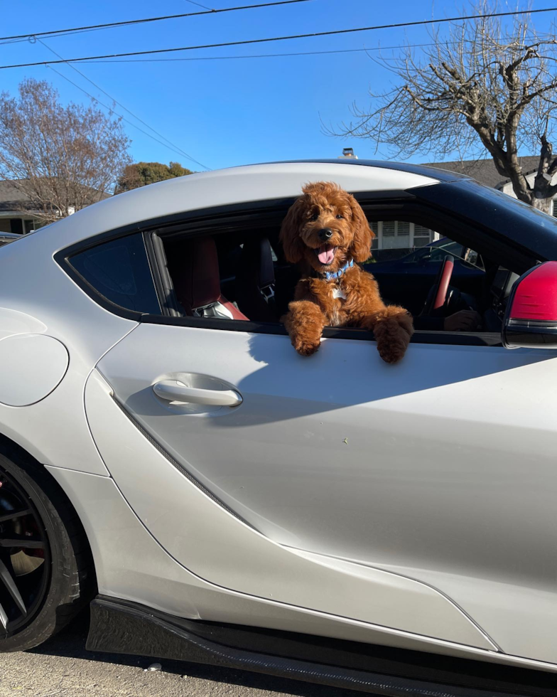 Mini Goldendoodle Being Cute