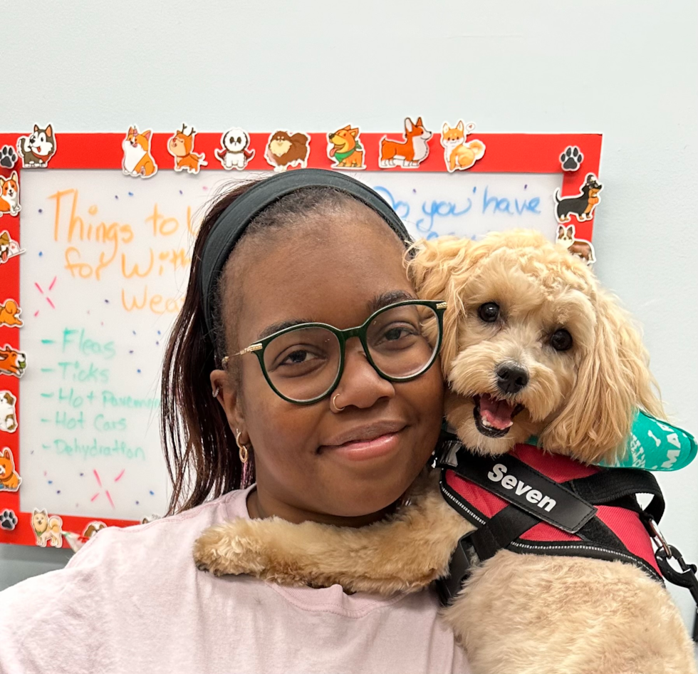 Petite Maltipoo Poodle Mix Pup