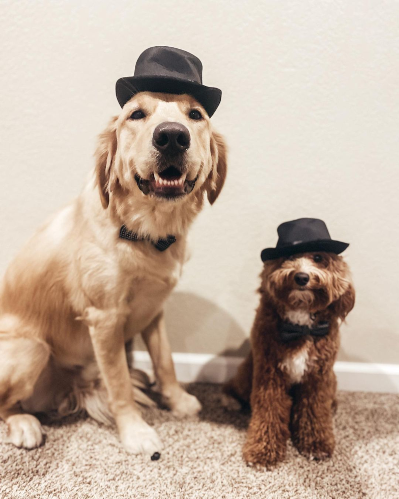 Mini Goldendoodle Being Cute