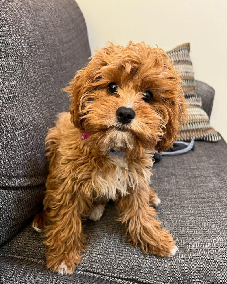 Funny Cavapoo Poodle Mix Pup