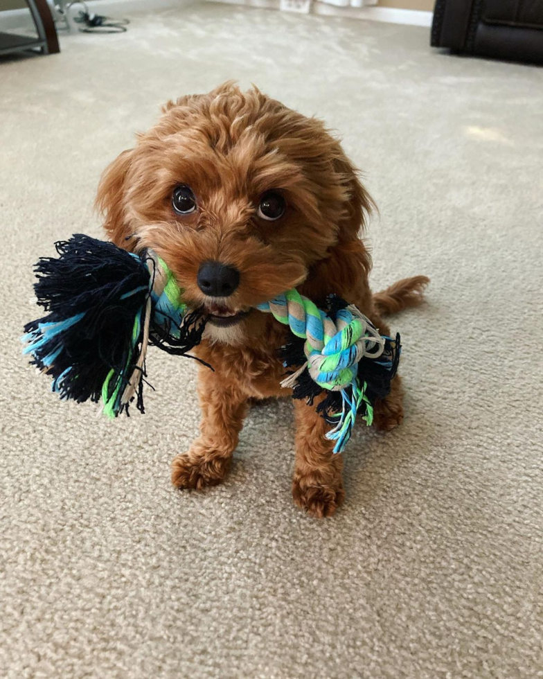 Little Cavoodle Poodle Mix Pup