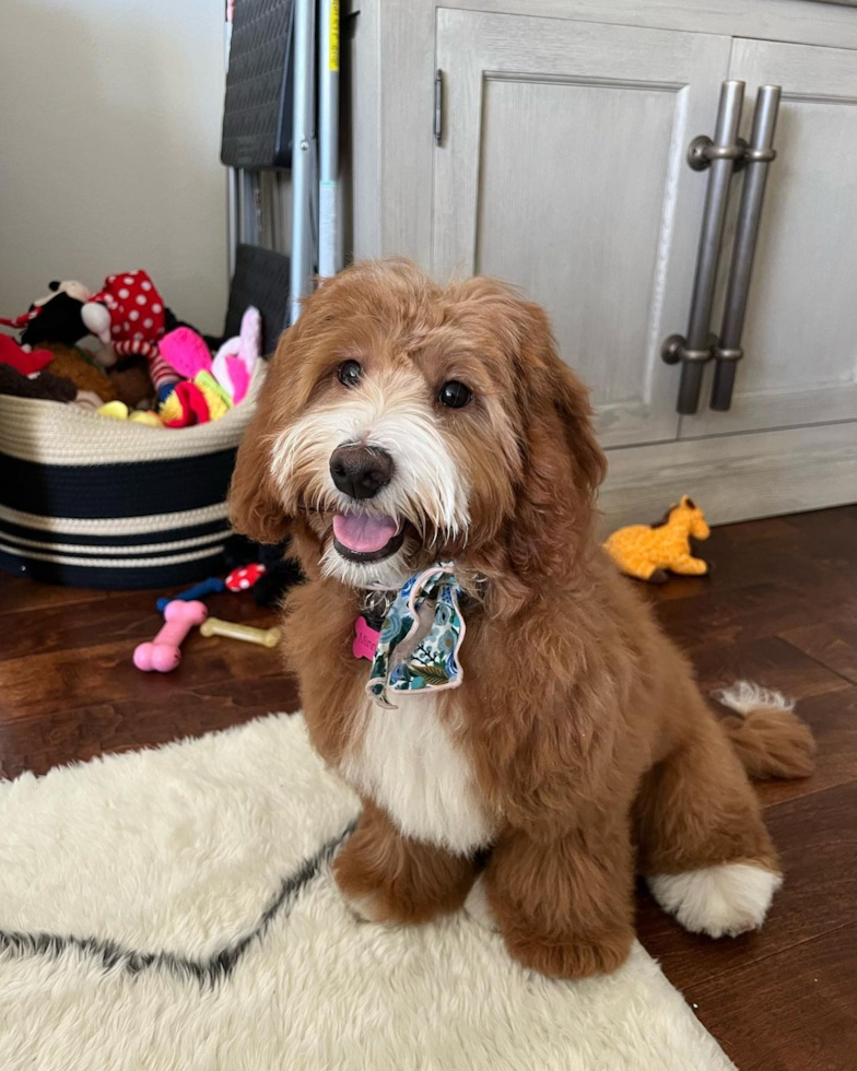 Adorable Golden Retriever Poodle Mix Pup