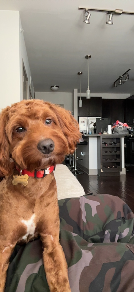 Mini Goldendoodle Pup