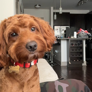 Mini Goldendoodle Pup