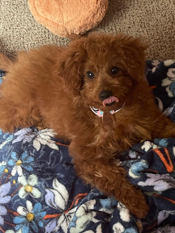 Mini Goldendoodle Being Cute