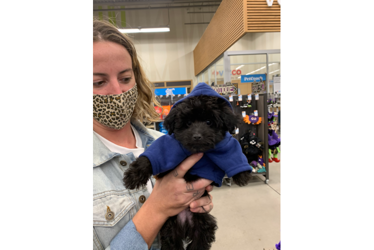 Petite Mini Aussiedoodle Poodle Mix Pup