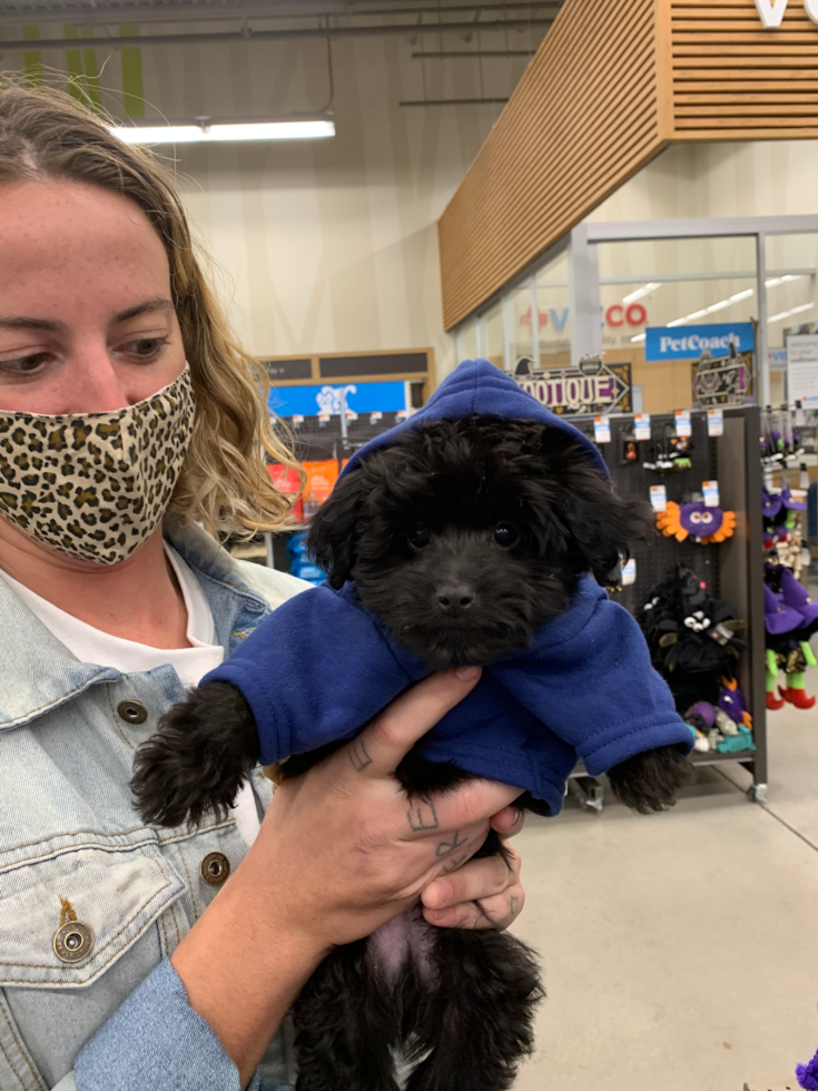 Mini Aussiedoodle Being Cute