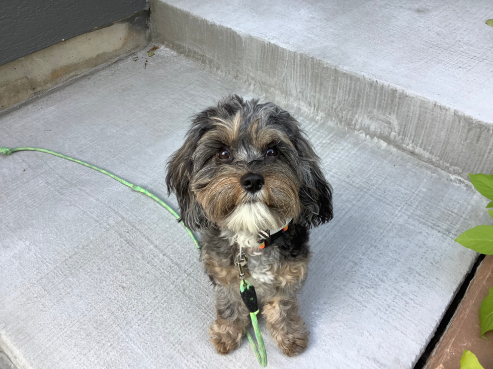 Cute Cavapoo Pup