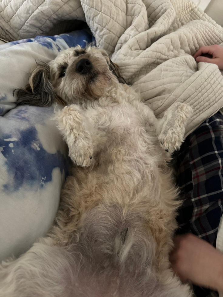 Happy Mini Labradoodle Pup in