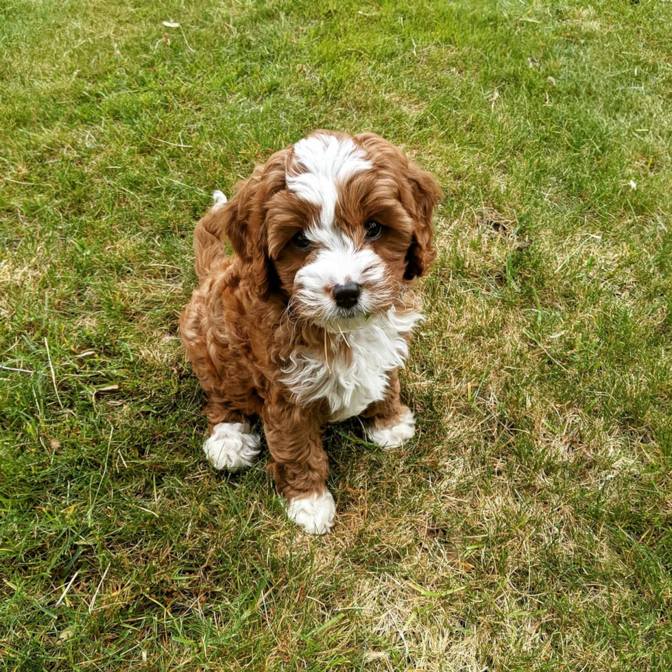 Cavapoo Being Cute