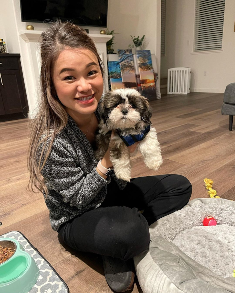 Hypoallergenic Shih Tzu Pup