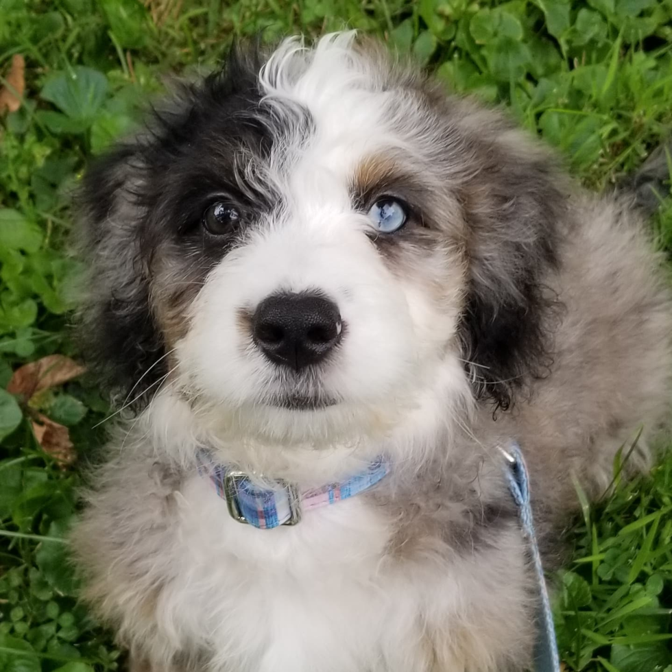 Hypoallergenic Bernadoodle Poodle Mix Pup