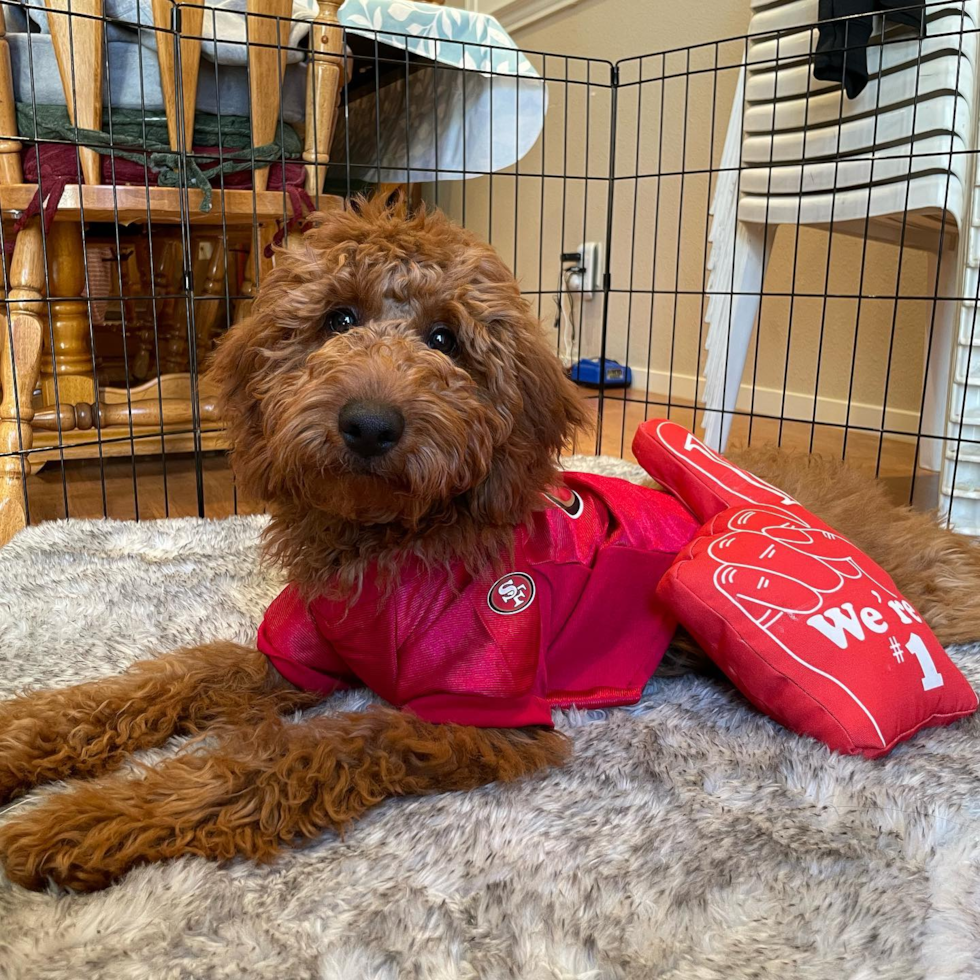 Petite Mini Goldendoodle Poodle Mix Pup