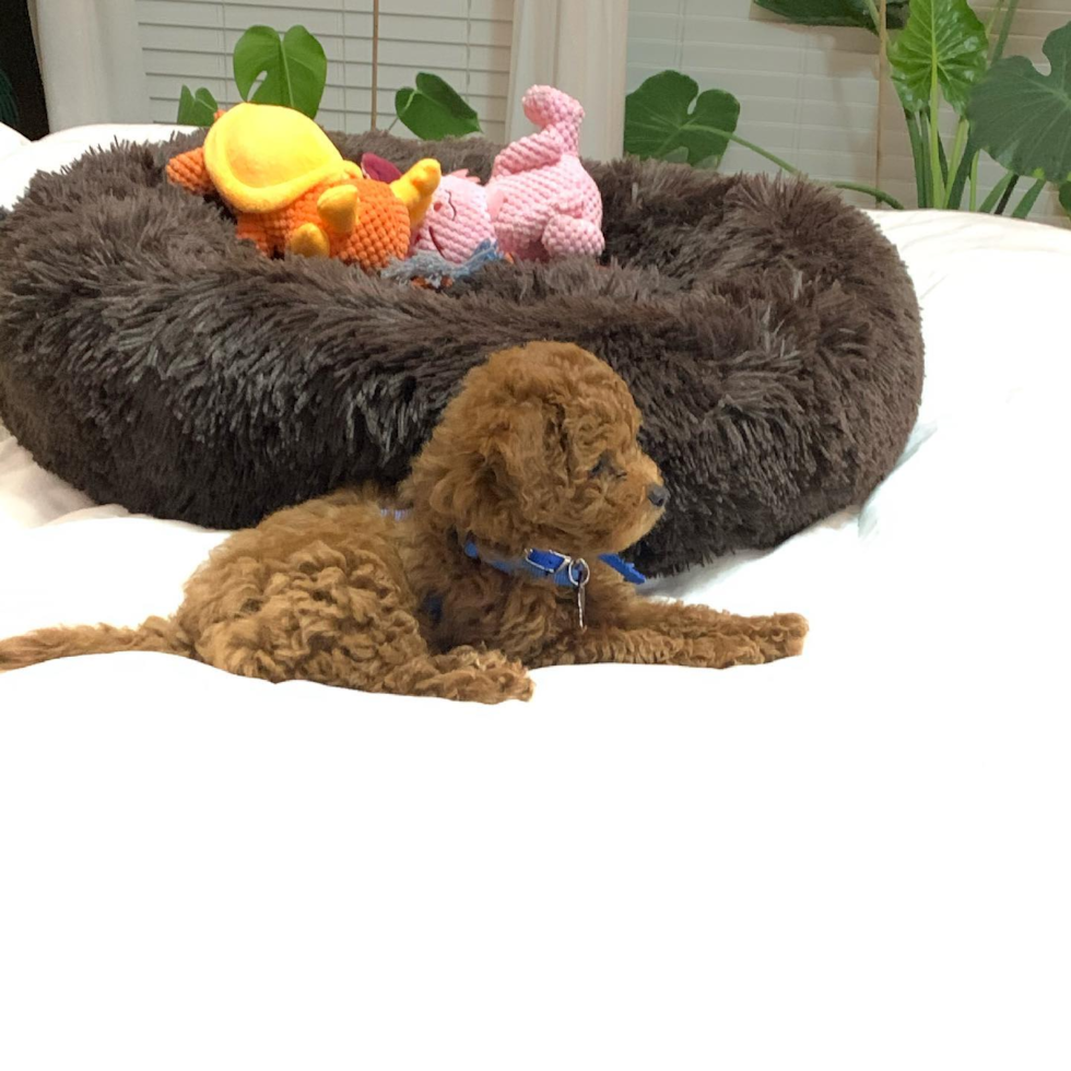 Happy Cockapoo Pup in Houston TX