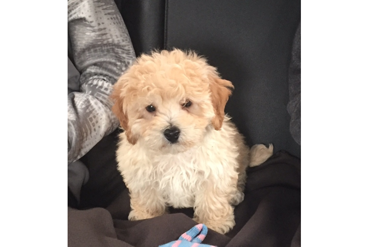 Sweet Maltipoo Baby