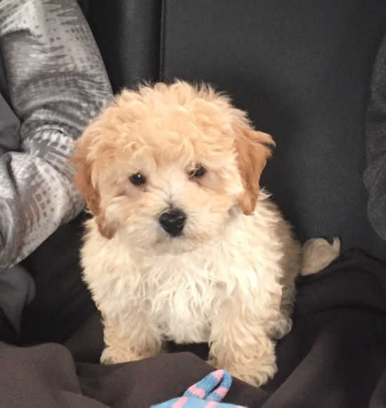 Energetic Maltese Poodle Poodle Mix Pup