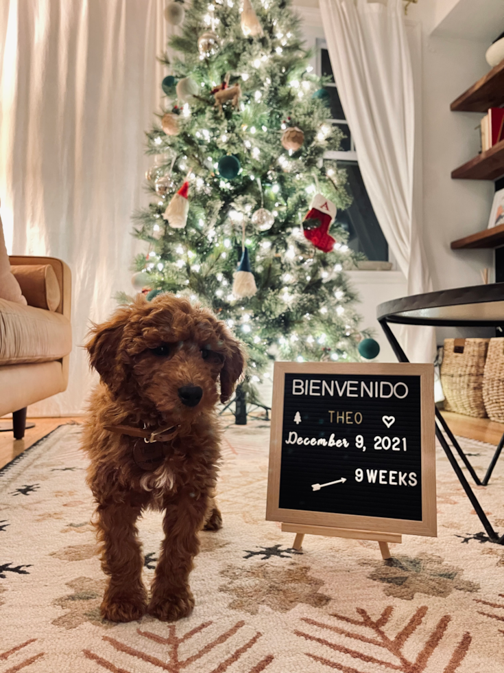 Petite Mini Goldendoodle Poodle Mix Pup