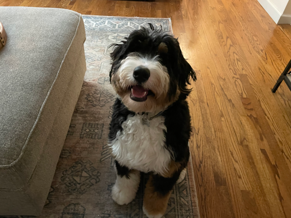 Sweet Mini Bernedoodle Pup in