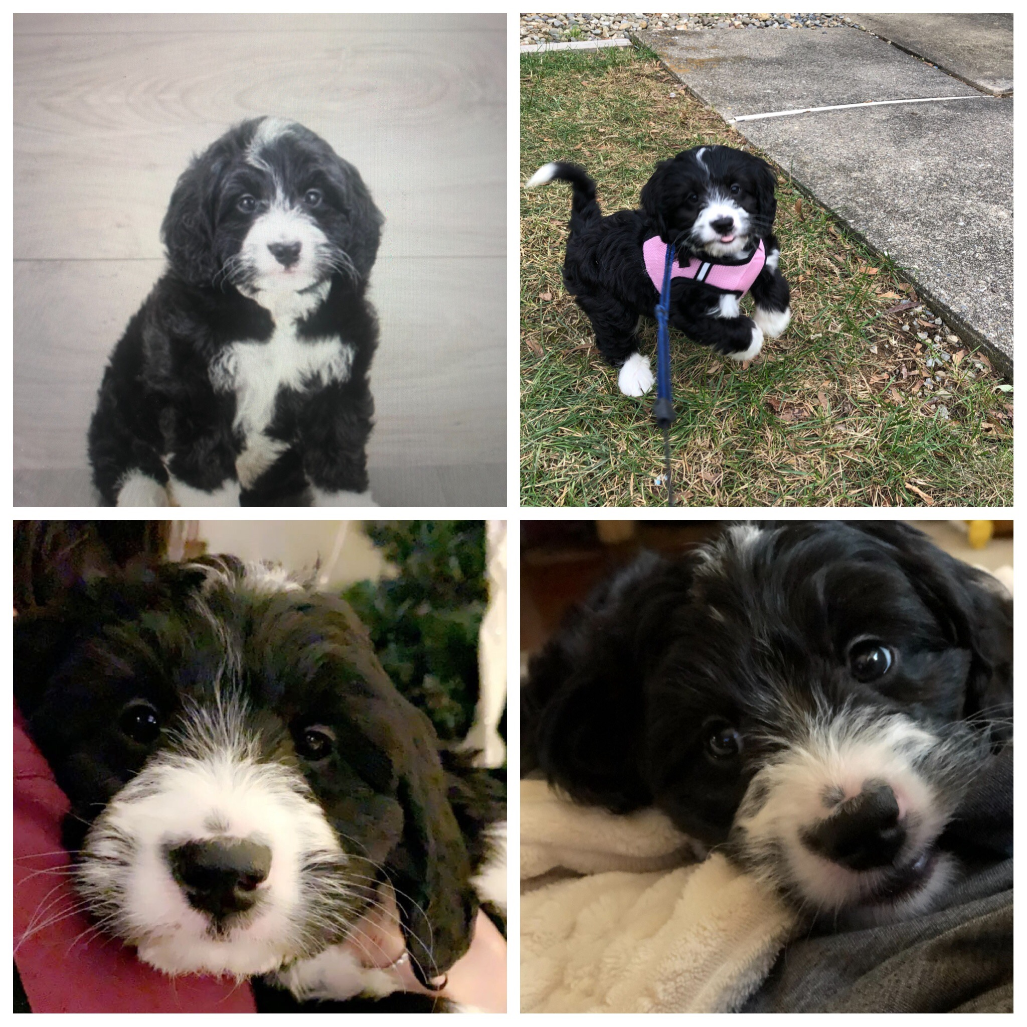 Little Bernadoodle Poodle Mix Puppy
