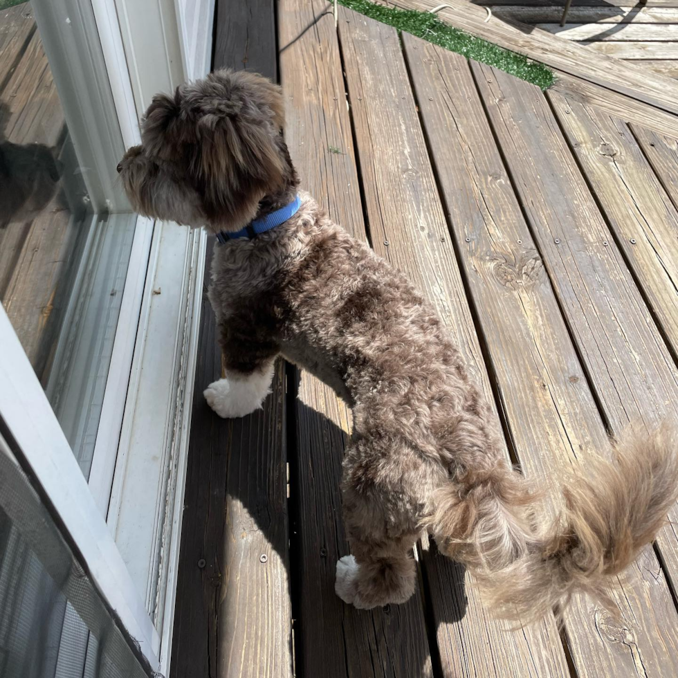 Hypoallergenic Havadoodle Poodle Mix Pup