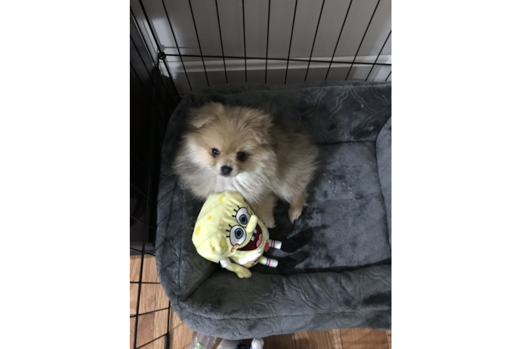 Pomeranian Puppy for Adoption