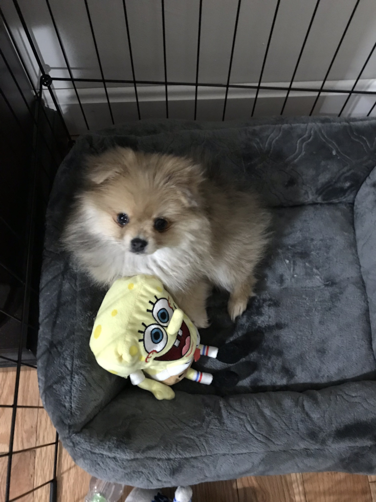 Pomeranian Being Cute