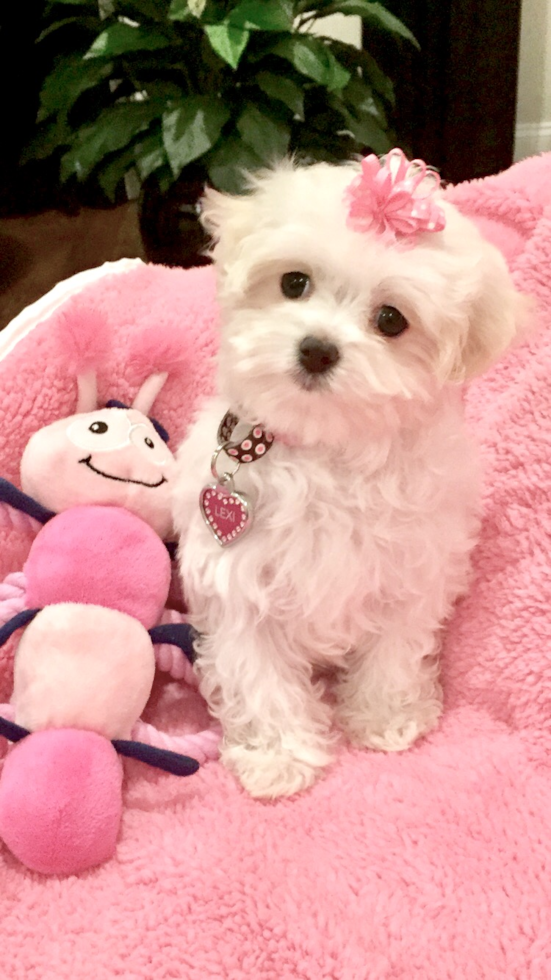 Fluffy Maltese Purebred Pup