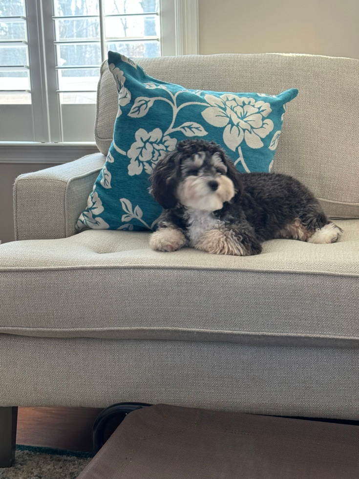 Friendly Mini Aussiedoodle Pup