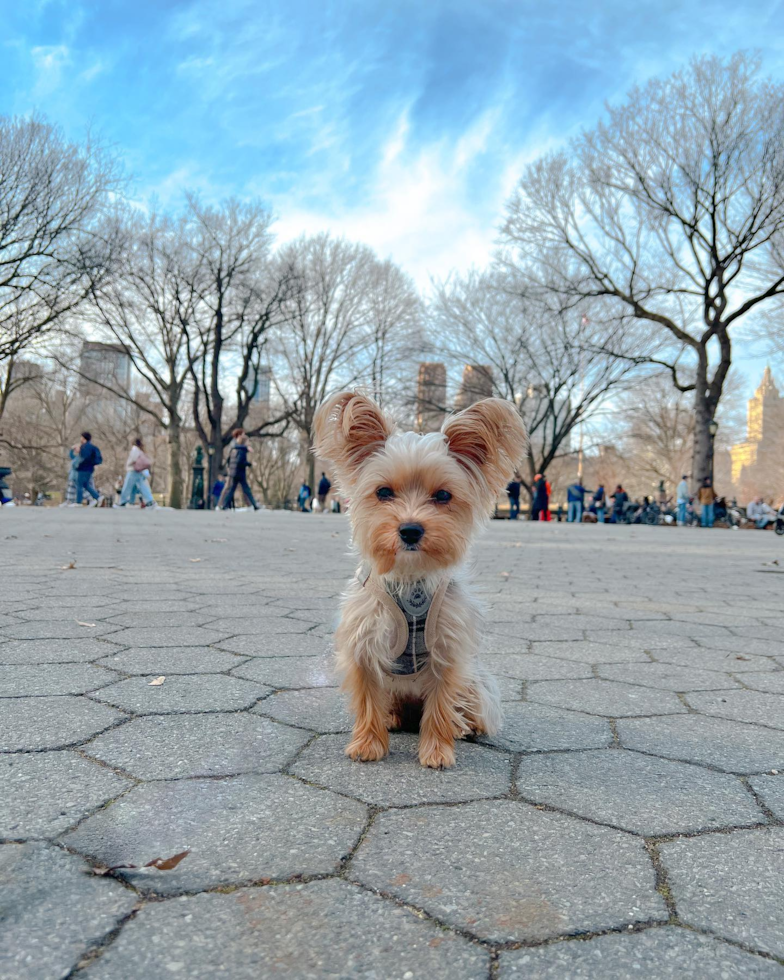 Friendly Yorkshire Terrier Pup