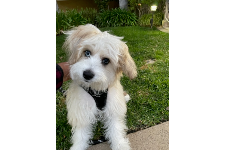 Aussiechon Pup Being Cute