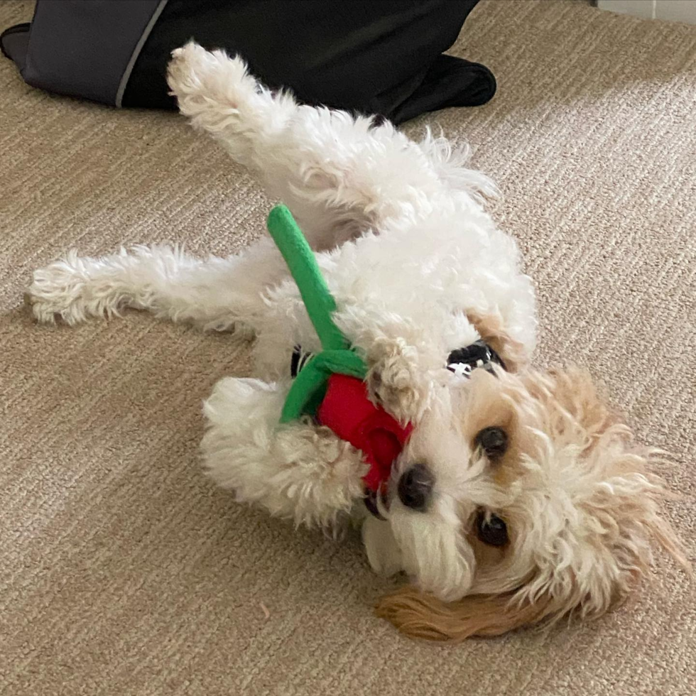 Los Angeles Cavachon Pup