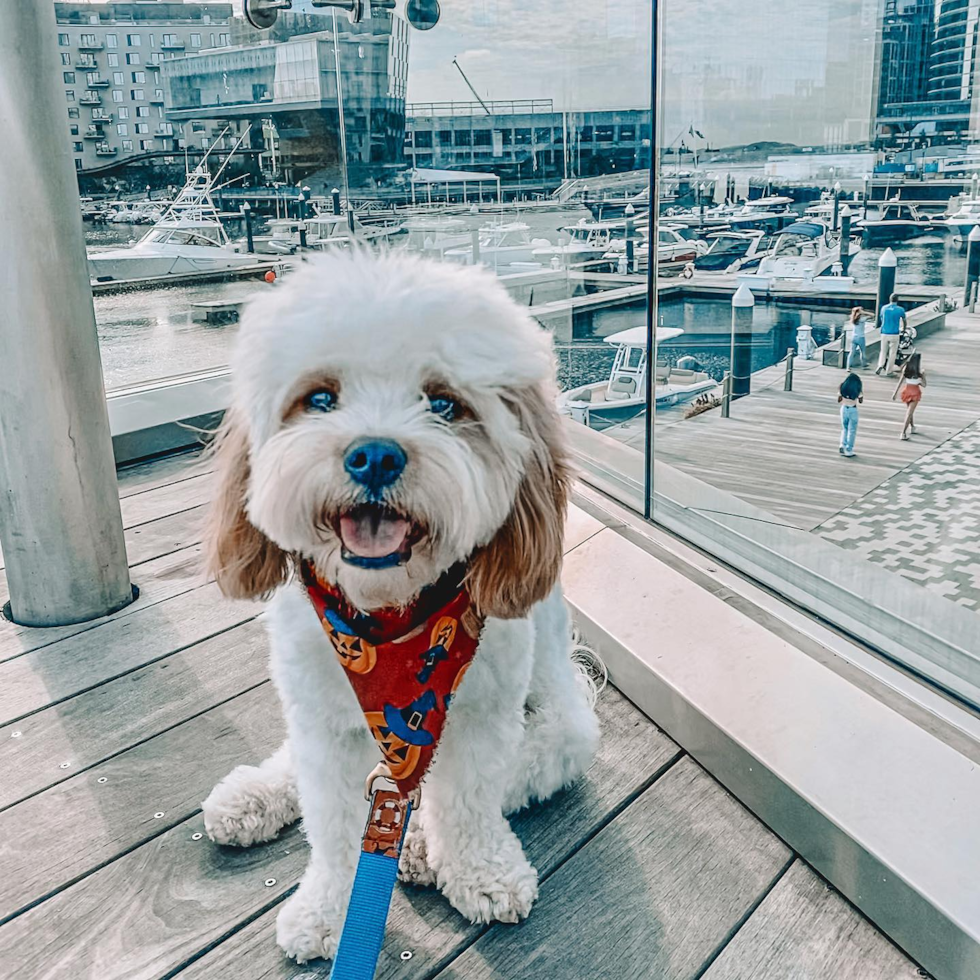 Funny Cavachon Designer Pup