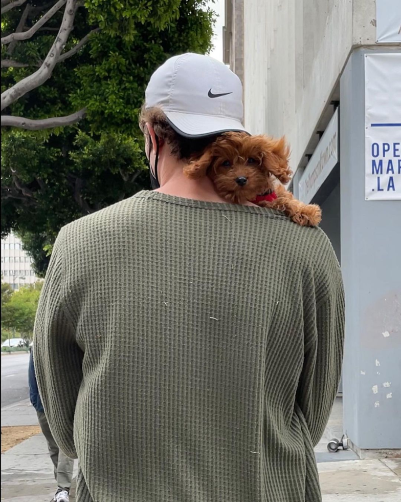 Fluffy Cavapoo Poodle Mix Pup