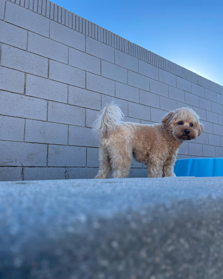 Little Cavoodle Poodle Mix Pup