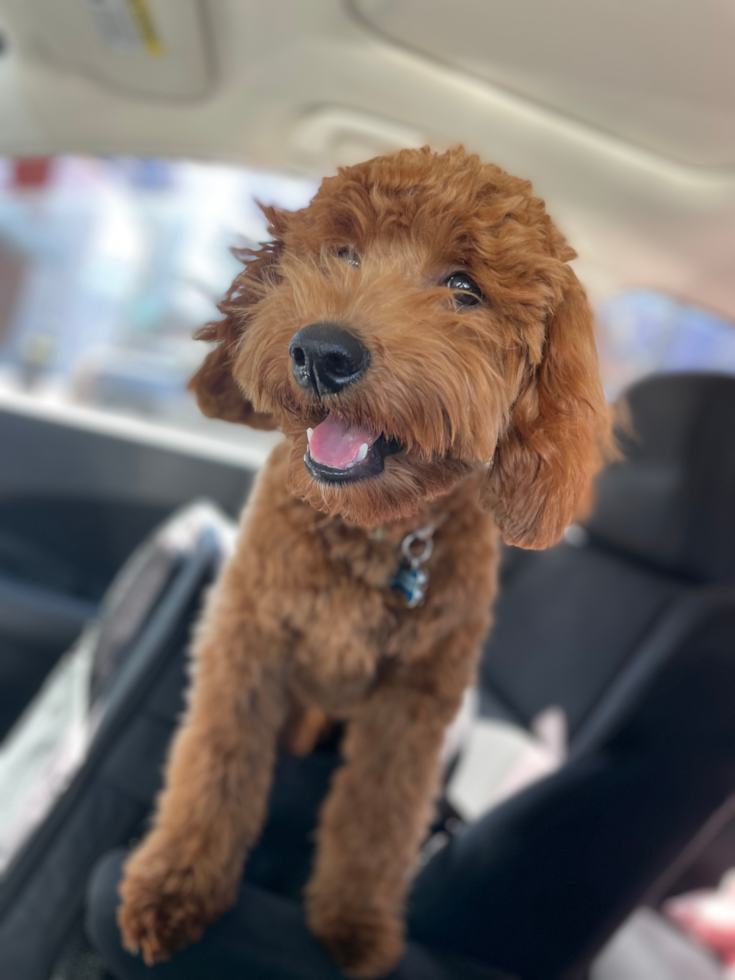 Small Mini Goldendoodle Pup