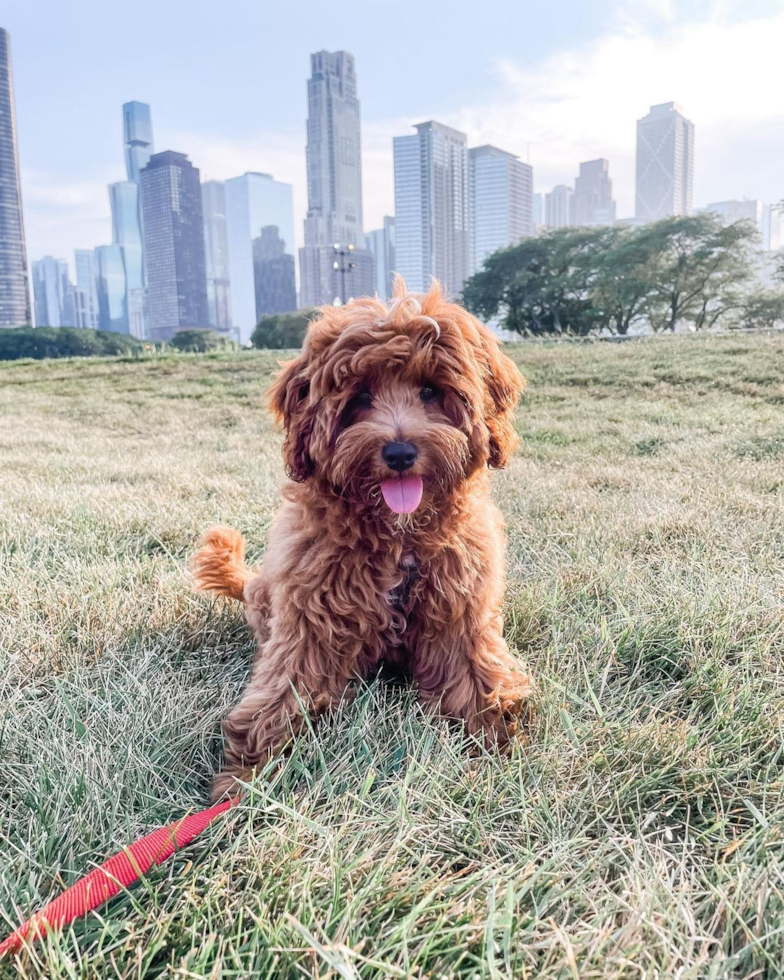 Happy Cavapoo Pup