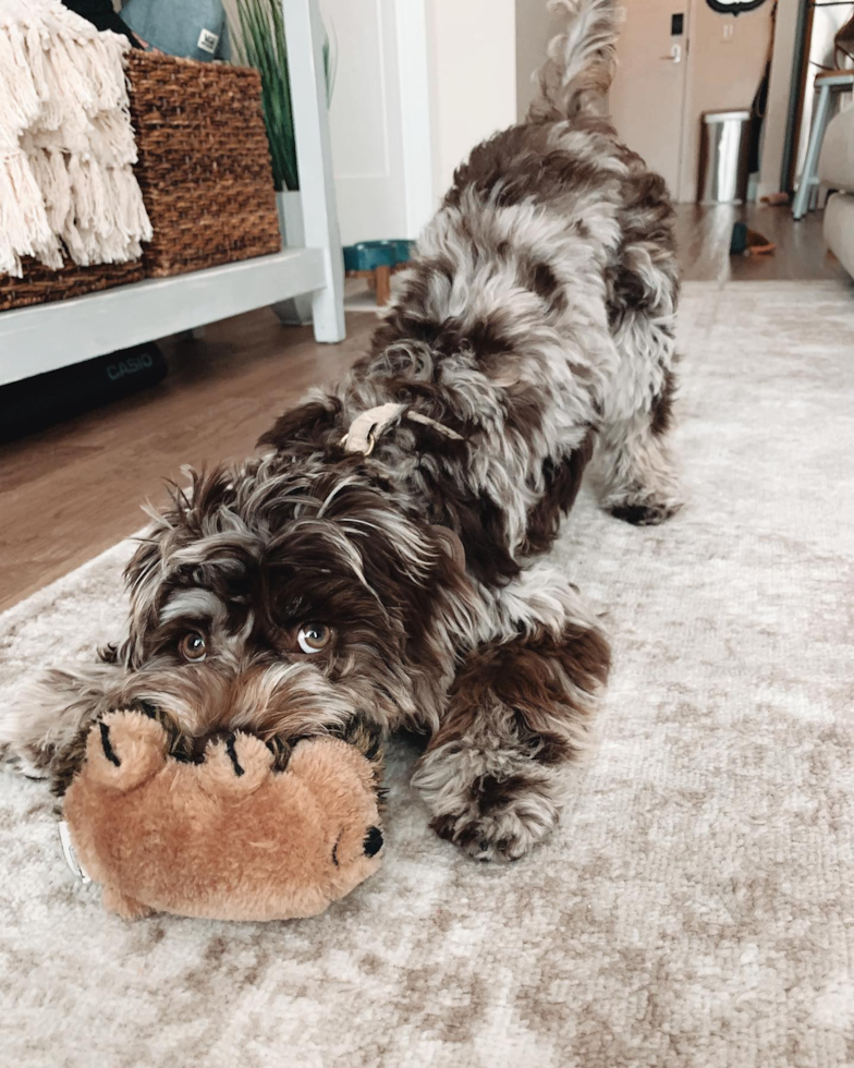 Hypoallergenic Labrador Poodle Mix Pup