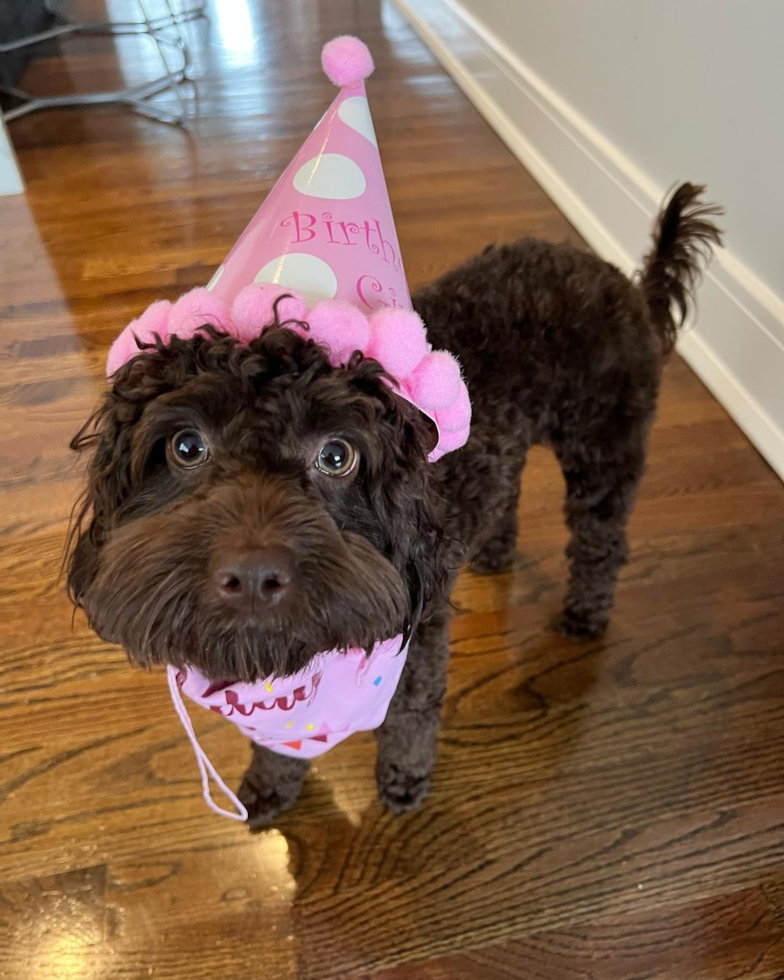 Adorable Cockerpoo Poodle Mix Pup