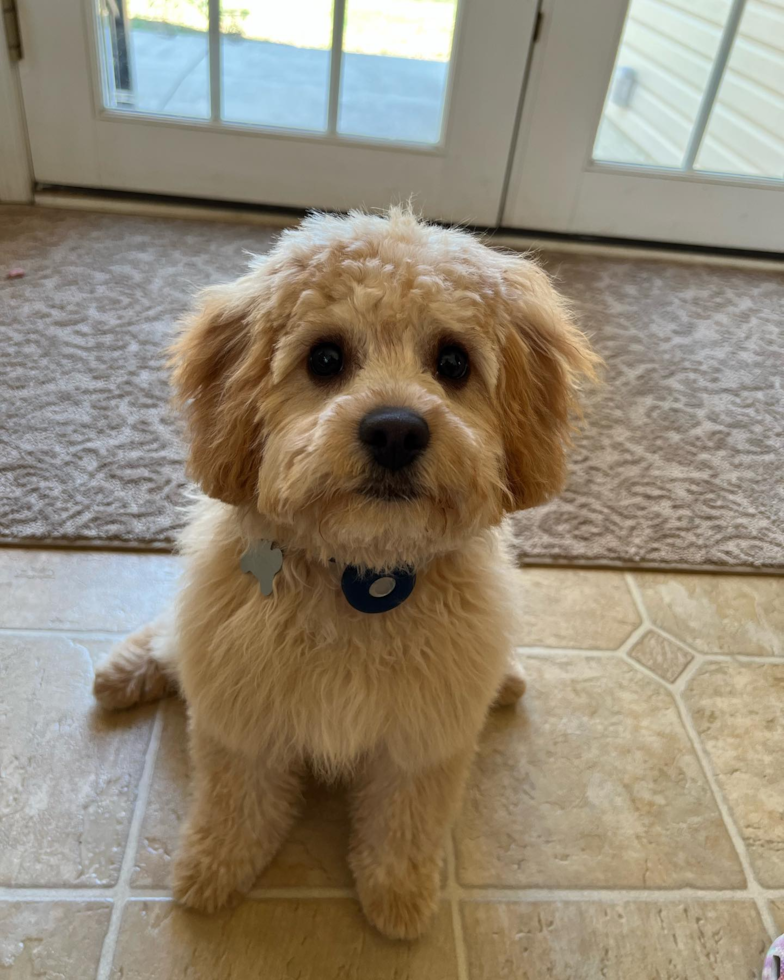 Popular Cavapoo Poodle Mix Pup