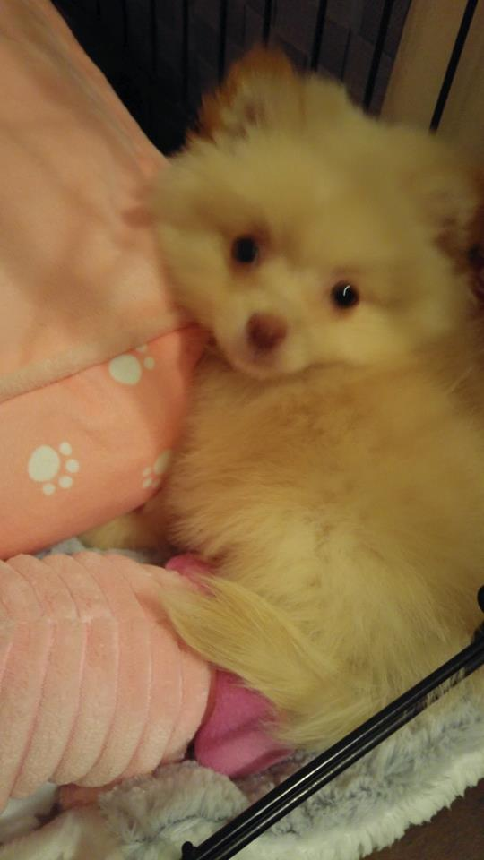 Pomeranian Pup Being Cute