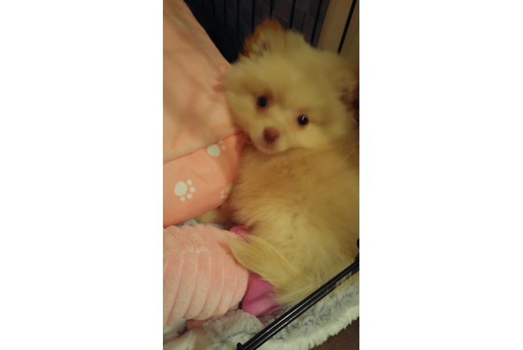 Pomeranian Pup Being Cute