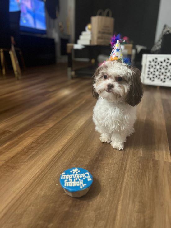 Energetic Shih Poo Poodle Mix Pup