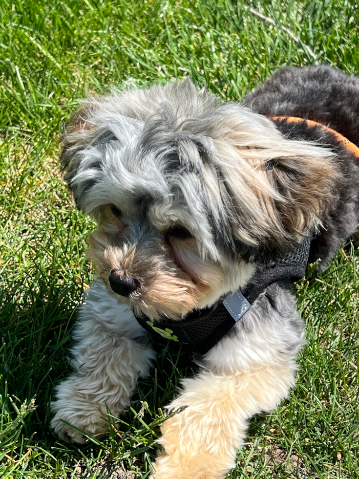 Small Yorkie Chon Pup in