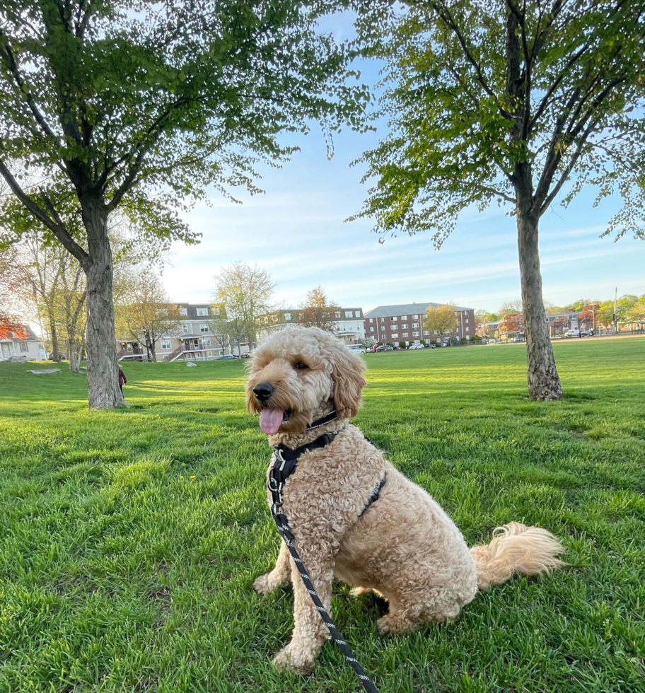 Friendly Mini Goldendoodle Pup