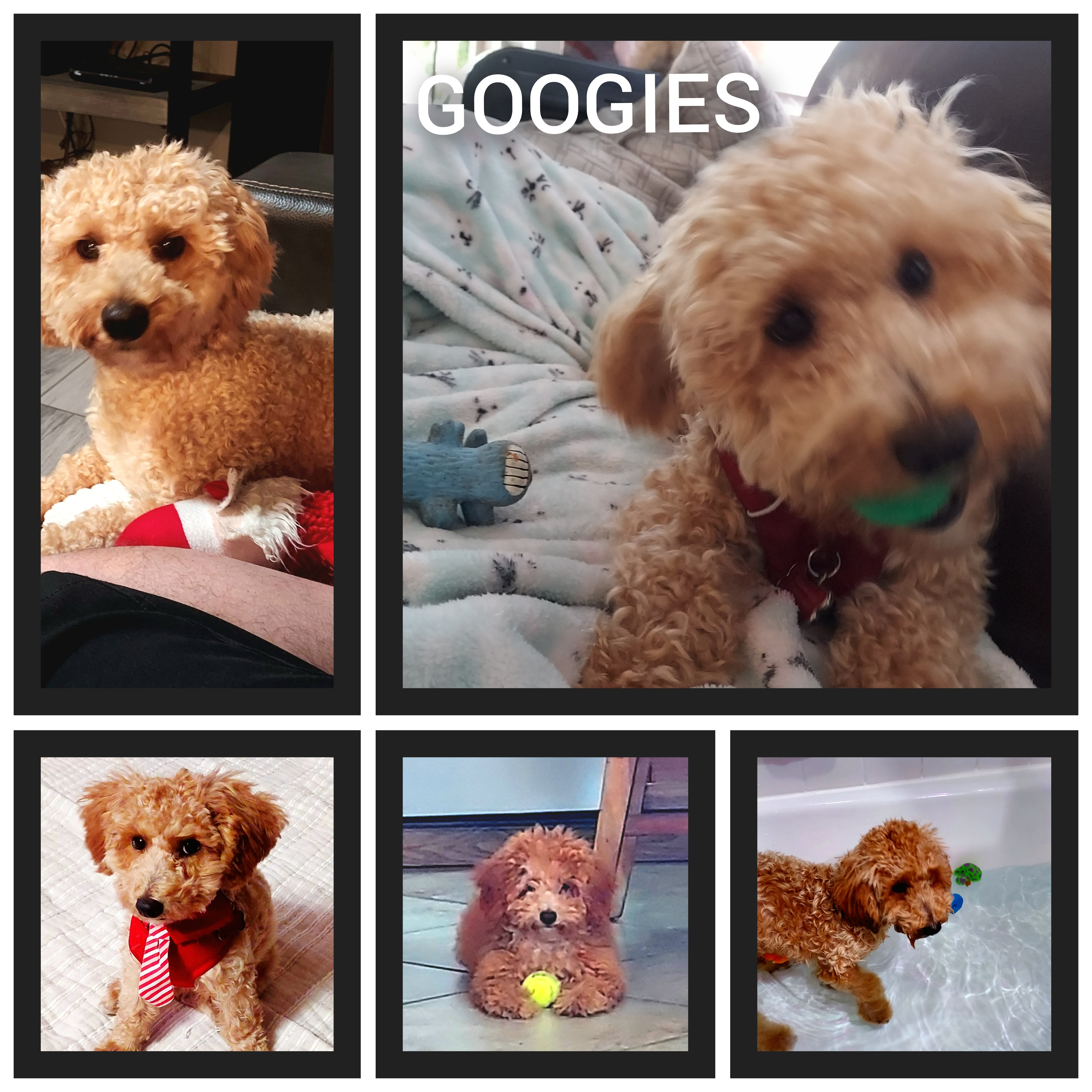 Petite Pudle Purebred Puppy