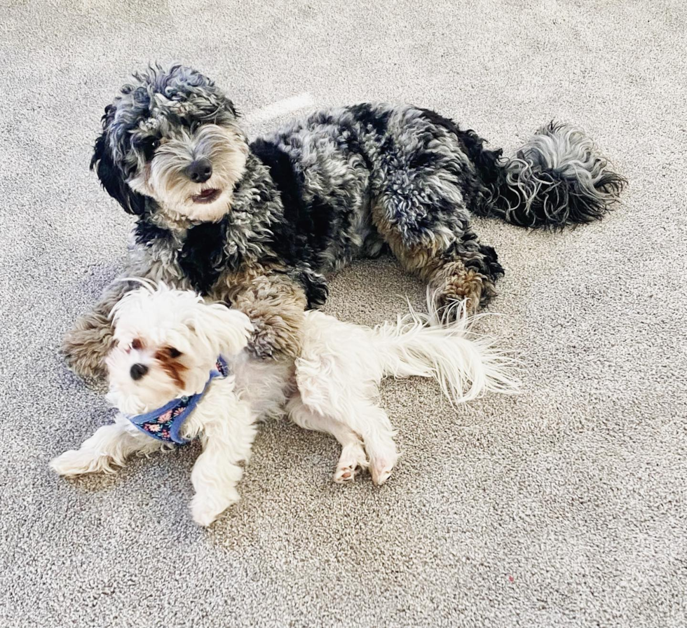 Energetic Sheep Dog Poodle Mix Pup