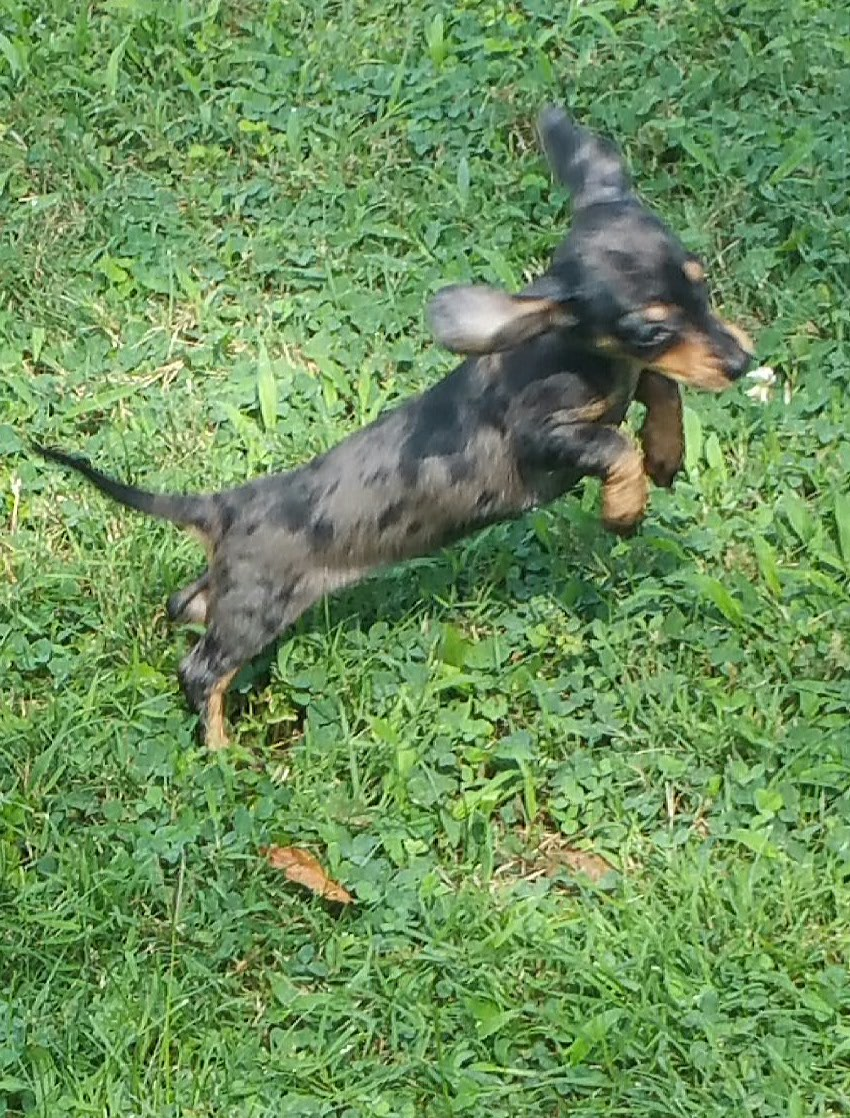 Cute Dachshund Purebred Puppy