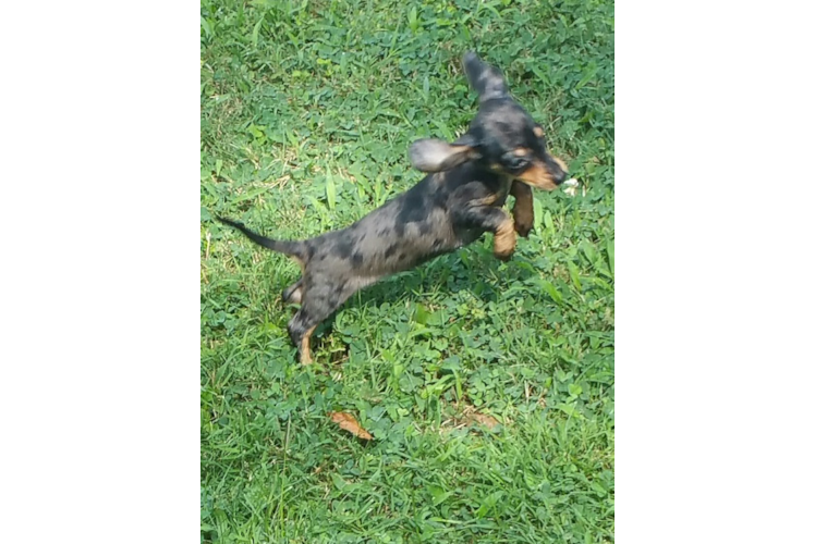 Cute Dachshund Purebred Puppy